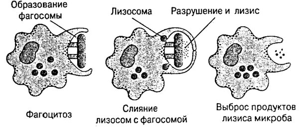 Физиология фагоцитоза 