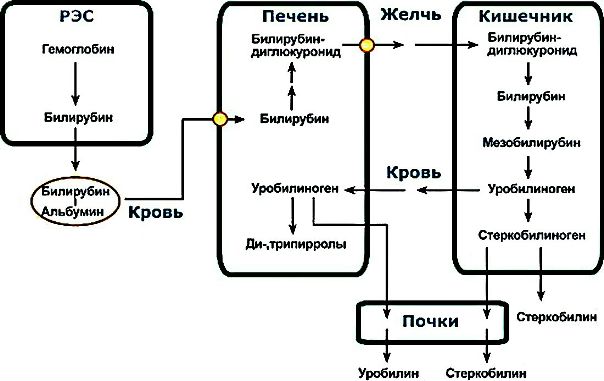 Обмен гемоглобина 