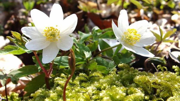 Народные рецепты от желчнокаменной болезни 