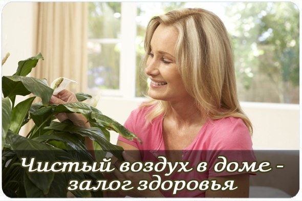 7 лучших растений для очистки воздуха внутри помещения: