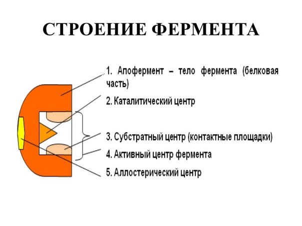 Строение ферментов 