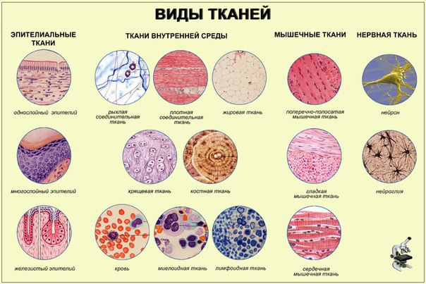 Аудиолекции по Гистологии. Ткани