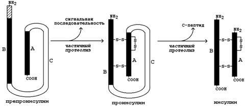 Анатомия, строение, гистология, физиология, описание гормонов и регуляция работы эндокринного аппарата поджелудочной железы