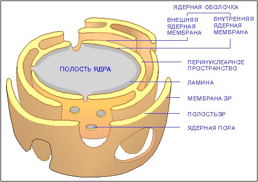 Морфология и функции ядра. Репродукция клеток 