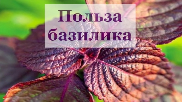 15 чудесных применений базилика 