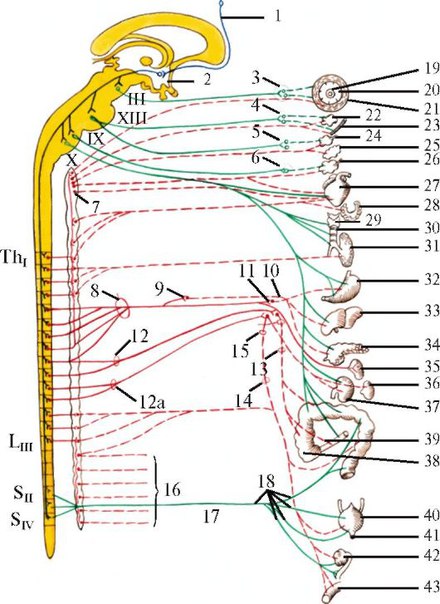 Вегетативная нервная система (схема). 