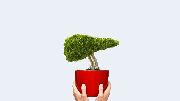 Продукты для очищения печени