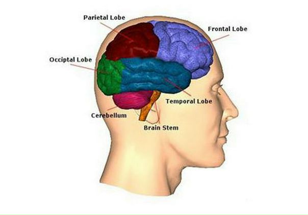 Неврологи раскрыли секрет реакции мозга на боль