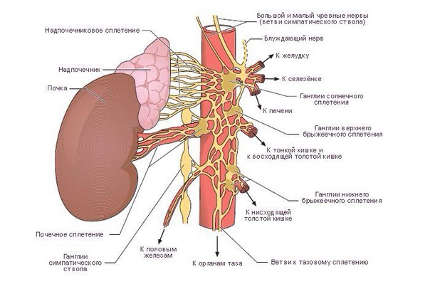 Чревное сплетение (plexus celiacus) 