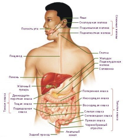 ОРГАНЫ ПИЩЕВАРЕНИЯ  digestive organs  