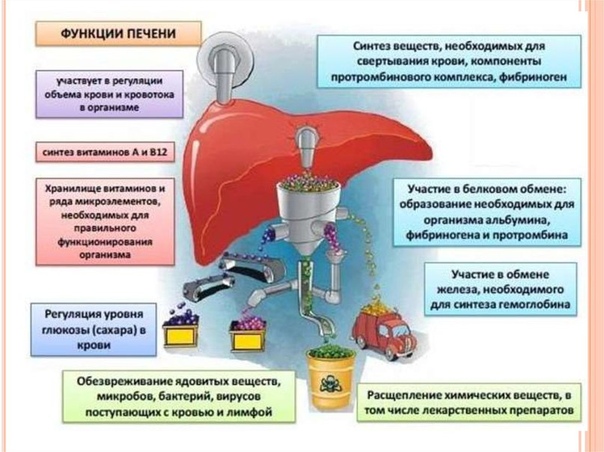 Печень — очень важный орган, к тому же в единственном числе, поэтому и заботиться о ней нужно правильно!