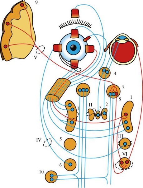 Глазодвигательные нервы и медиальный продольный пучок. 
