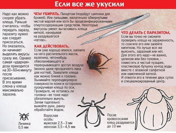 ПРАВИЛА ЗАЩИТЫ ОТ УКУСОВ КЛЕЩЕЙ 