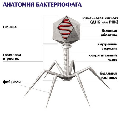 Бактериофаги (фаги) – это вирусы, поражающие клетки бактерий. Они не имеют клеточной структуры, неспособны сами синтезировать нуклеиновые кислоты и белки, поэтому являются облигатными внутриклеточными паразитами. 