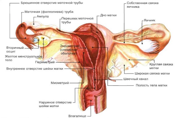 Апоплексия яичника 