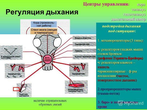 НЕВРОГЕННАЯ РЕГУЛЯЦИЯ ДЫХАНИЯ 