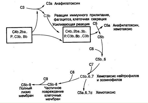 Комплемент - это система плазматических белков (C1-C9), которые существуют в неактивной форме и составляют приблизительно 10 % глобулинов крови. Активация комплемента может происходить одним из 2 путей: 