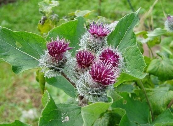 Лопух - русский женьшень с медвежьей силой 