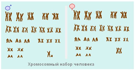 Набор хромосом 