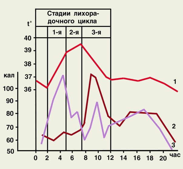 Стадии лихорадки 