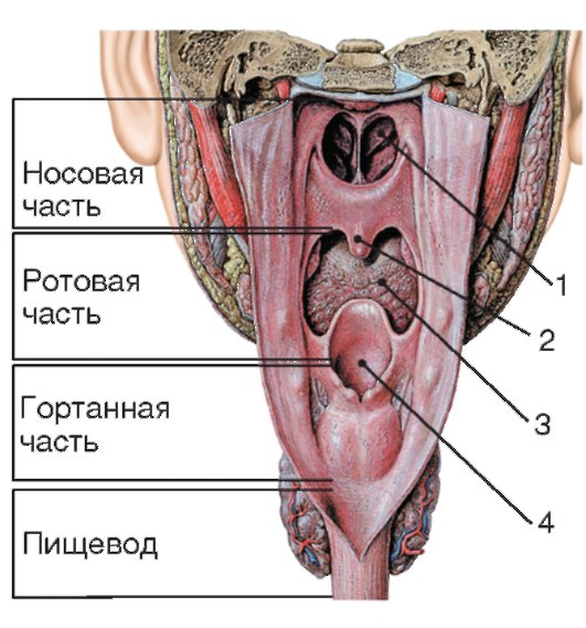 Глотка (pharynx). Полость глотки (cavitas pharyngis) является продолжением в заднем направлении полостей носа и рта. Внизу она продолжается в полости гортани (дыхательный путь) и пищевода. В глотке различают 3 части: носовую часть глотки (pars nasalis pharyngis), ротовую часть глотки (pars oralis pharyngis) и гортанную часть (pars laryngea pharyngis). 