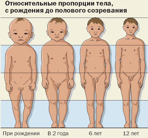 Формулы расчета антропологических данных у детей первого года жизни 