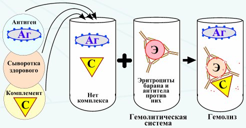 Реакция связывания комплемента (РСК) за­ключается в том, что при соответствии друг другу антигены и антитела образуют иммун­ный комплекс, к которому через Fc-фрагмент антител присоединяется комплемент (С), т. е. происходит связывание комплемента комп­лексом антиген—антитело. Если же комплекс антиген—антитело не образуется, то комп­лемент остается свободным. 