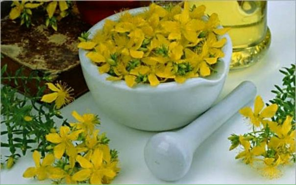 ЗВЕРОБОЙ НА МАСЛЕ. 