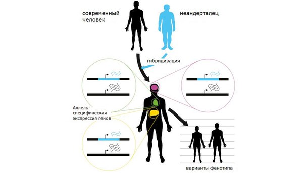 Гены неандертальцев защищают людей от шизофрении