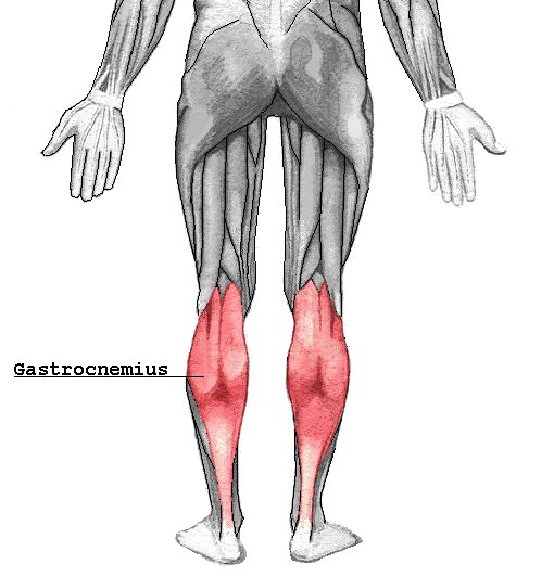 Икроножная мышца (лат. Musculus gastrocnemius) — двуглавая мышца на задней поверхности голени человека. Расположена над камбаловидной мышцей, вместе с которой крепится к пятке через толстое ахиллово сухожилие. 