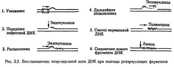 Мутация - стойкое скачкообразное изменение в наследственном аппарате клетки, не связанное с обычной рекомбинацией генетического материала, называется мутацией. 
