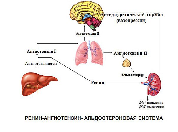 Ренин-ангиотензинная система — группа биологически активных веществ, взаимодействие между которыми приводит к образованию прессорных факторов, играющих определенную роль в регуляции тонуса сосудов. 