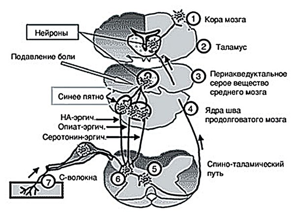 Схема проведения болевого возбуждения