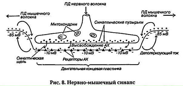 Физиология синапсисов 
