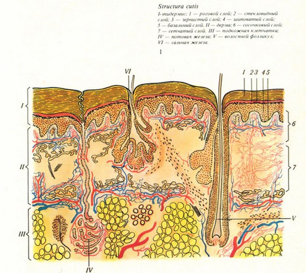 КОЖНЫЙ АНАЛИЗАТОР 