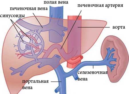 Портальная гипертензия - синдром повышенного давления в системе воротной вены, вызванного нарушением кровотока в портальных сосудах, печеночных венах и нижней полой вене. 