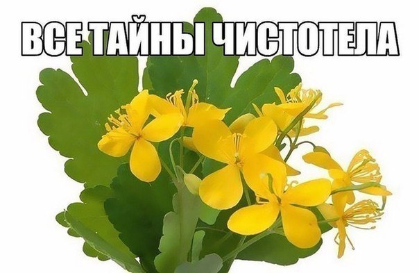 ЧИСТОТЕЛ. РЕЦЕПТЫ НАРОДНОЙ МЕДИЦИНЫ. 