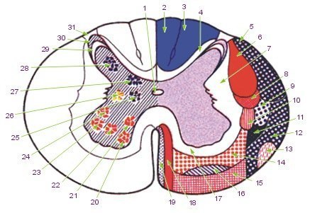 ПРОВОДЯЩИЕ ПУТИ СПИННОГО МОЗГА 