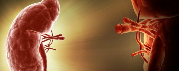 Уникальная работа: эксперты научились выращивать новые почки