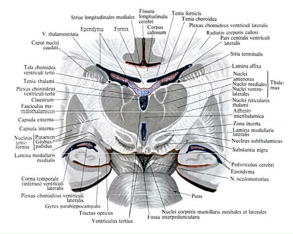 Метаталамус (metathalamus, забугорье) составляют медиальные и латеральные коленчатые тела, расположенные под задней частью подушки таламуса, выше и латеральнее верхних холмиков четверохолмия. 