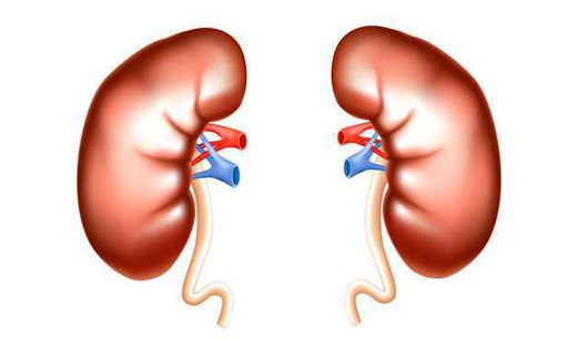 Почки являются важнейшим органом по поддержанию гомеостаза. Не менее важна физиологическая роль почек по выведению из организма продуктов азотистого обмена, различных чужеродных веществ, камнеобразующих солей. Почки являются важным инкреторным органом, участвуют в регуляции сосудистого тонуса (ренин-ангиотензиновая система, простагландины) и эритропоэза (эритропоэтин, ингибитор эритропоэза). 