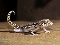 Гекконы подскажут, как вылечить паралич, возникший после травмы спины