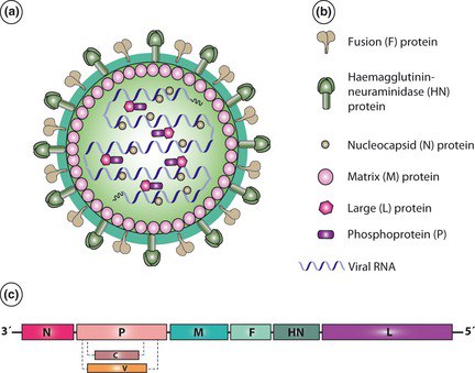 Корь как медленная вирусная инфекция 