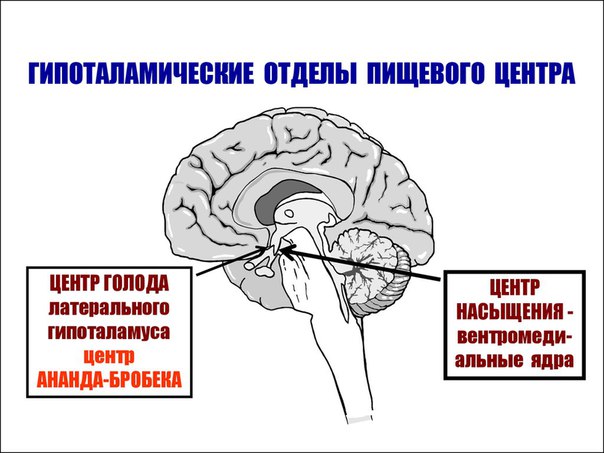 Пищевой центр. Физиологическая сущность голода и насыщения 