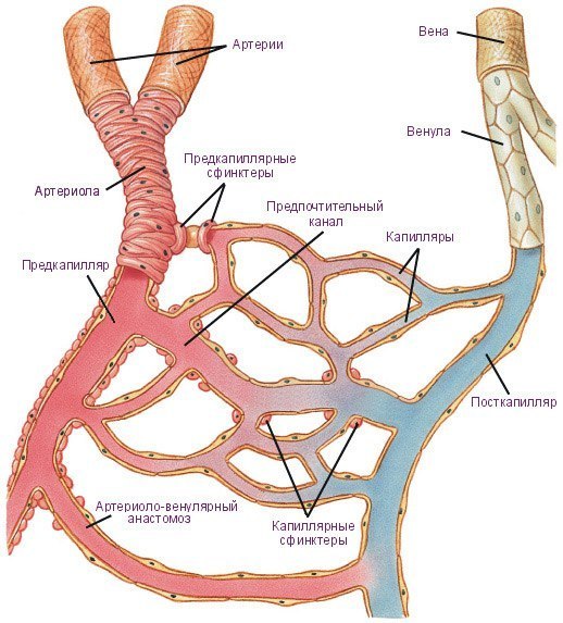 МИКРОЦИРКУЛЯТОРНОЕ РУСЛО. МИКРОЦИРКУЛЯЦИЯ 