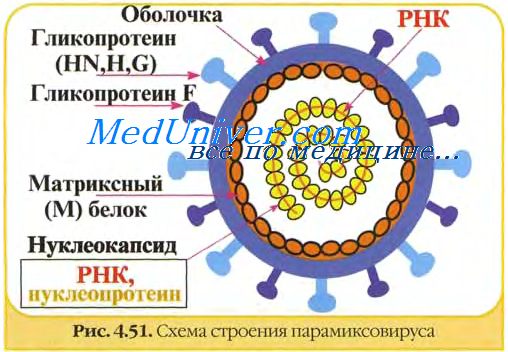 Парагрипп - антропонозное острое вирусное заболевание, поражающее верхние дыхательные пути (особенно гортань) и протекающее с умеренно выраженной интоксикацией. 