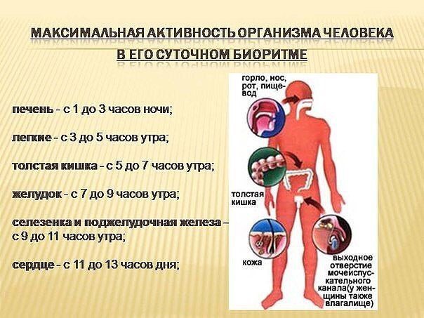 БИОРИТМЫ ЧЕЛОВЕКА - ПРАВИЛЬНЫЙ 
