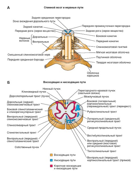 Спинной мозг. 