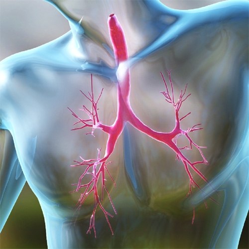 Берегите бронхи! 