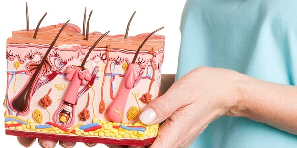 Интересные факты о коже 